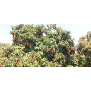 Litchi Plant